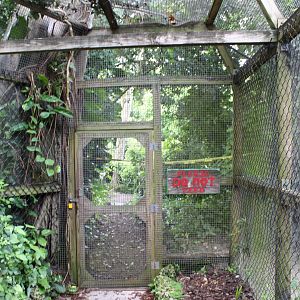 Amazonian Rainforest (Squirrel Monkeys & Brown-Tufted Capuchins)