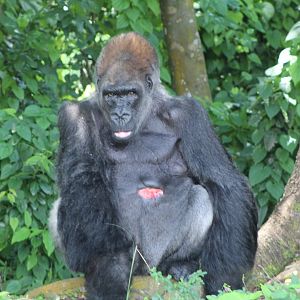 Western Lowland Gorilla "King"