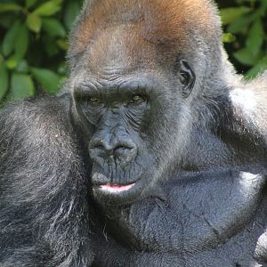 Western Lowland Gorilla "King"