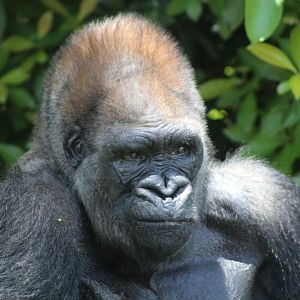 Western Lowland Gorilla "King"