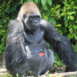 Western Lowland Gorilla "King"