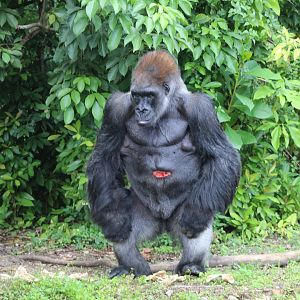 Western Lowland Gorilla "King"