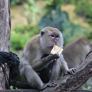 Java Macaque Mom & Baby