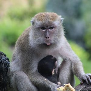 Java Macaque Mom & Baby