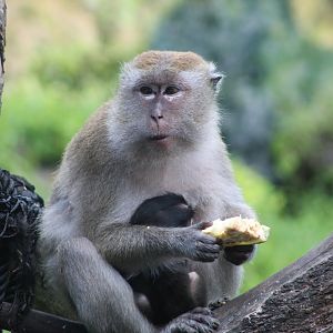Java Macaque Mom & Baby