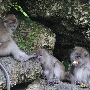 Java Macaques At Rest