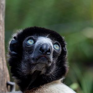 Crowned sifaka : Cotswold WP : 12 Jul 2019