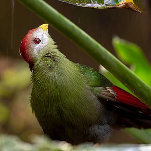 Red-crested turaco : Cotswold WP : 12 Jul 2019