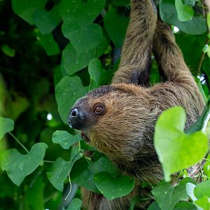Linnaeus's two-toed sloth : Cotswold WP : 12 Jul 2019