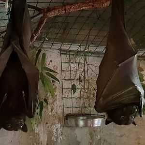 Large flying foxes - Pteropus vampyrus