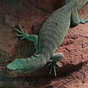 Emerald tree monitor