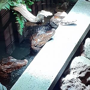 Cucier's dwarf caimans waiting for food
