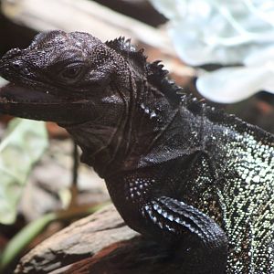 Ambon sailfin lizard
