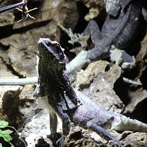 Frill-necked lizard getting fed