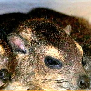 Yellow-spotted hyrax trio; Hamerton; 3rd August 2019