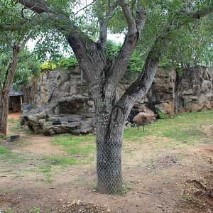 Emu Exhibit - Australian Center