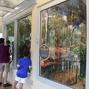 Koala/Tree Kangaroo House - Australian Center