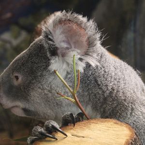 Koala Up-Close - Australian Center