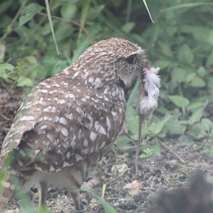 Burrowing Owl with its Prey