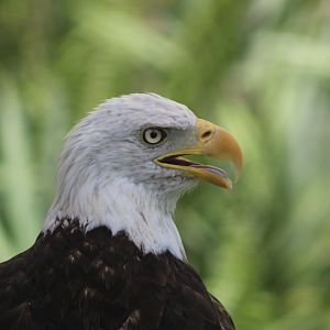 Bald Eagle Up-Close