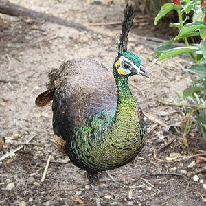Green Peafowl Up-Close