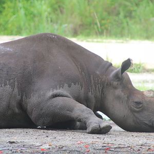 Black Rhino at Rest