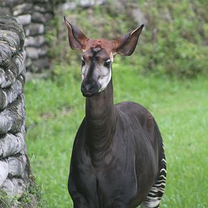 Okapi Up-Close