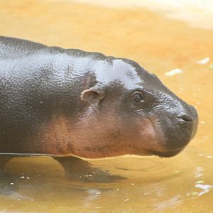 Pygmy Hippo Calf