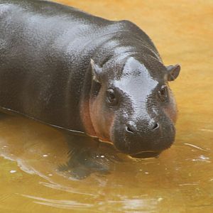 Pygmy Hippo Calf