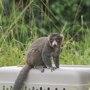 Mongoose Lemur