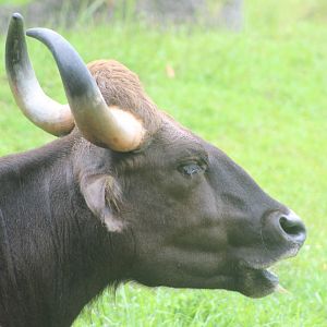 Indian Gaur Up-Close