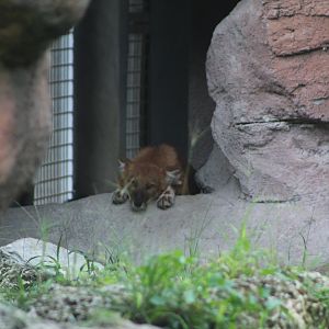 Dhole at Rest