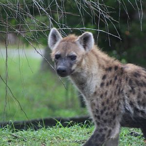 Spotted Hyena on the Move