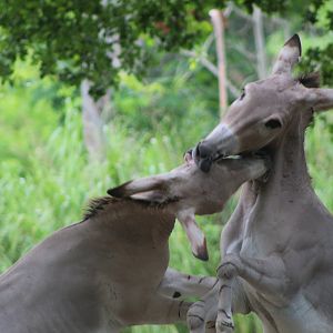 Sparring Somali Wild Asses