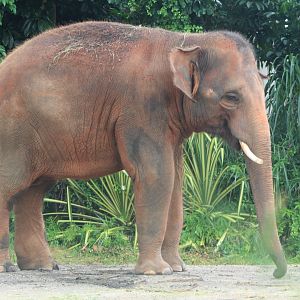 Asian Elephant