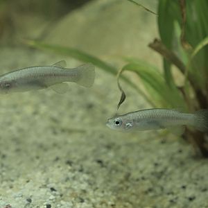 Greek killifishes