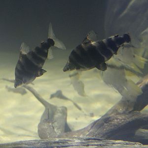 Norman's headstanders