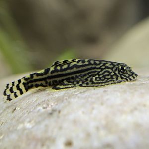 Spotted hillstream loach