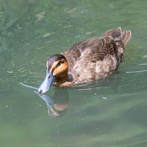 Philippine Duck- (Anas luzonica)