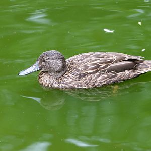 Meller's Duck- (Anas melleri)