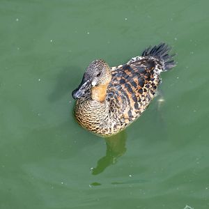 African White-backed Duck- (Thalassornis leuconotus)