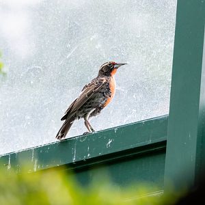Peruvian Meadowlark- (Sturnella bellicosa)