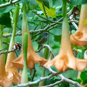 Spotted Tanager- (Tangara punctata) within a Borrachero Tree