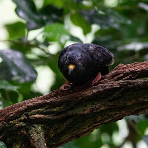 Black Croaking Ground Dove- (Columbina cruziana)