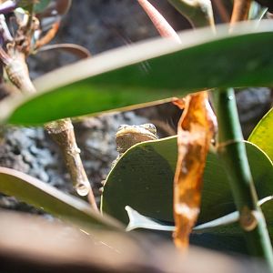 Hispaniolan Tree Frog- (Osteopilus dominicensis)