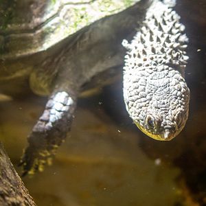 Spix's Spiny-necked Turtle- (Acanthochelys spixii)