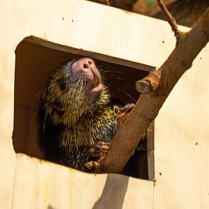 Mexican Hairy Dwarf Porcupine- (Sphiggurus mexicanus)