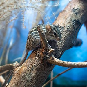 Barbary Striped Grass Mouse- (Lemniscomys barbarus)