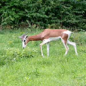 Mhorr Gazelle- (Nanger dama mhorr)