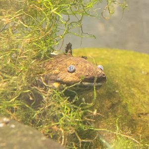 Anderson's Salamander- (Ambystoma andersoni)